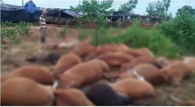 海南東方市42頭牛被雷電劈死，農(nóng)業(yè)局：被電暈戶(hù)主已無(wú)大礙